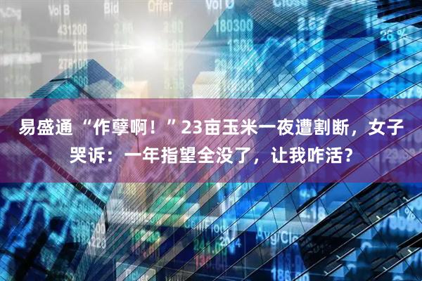 易盛通 “作孽啊！”23亩玉米一夜遭割断，女子哭诉：一年指望全没了，让我咋活？